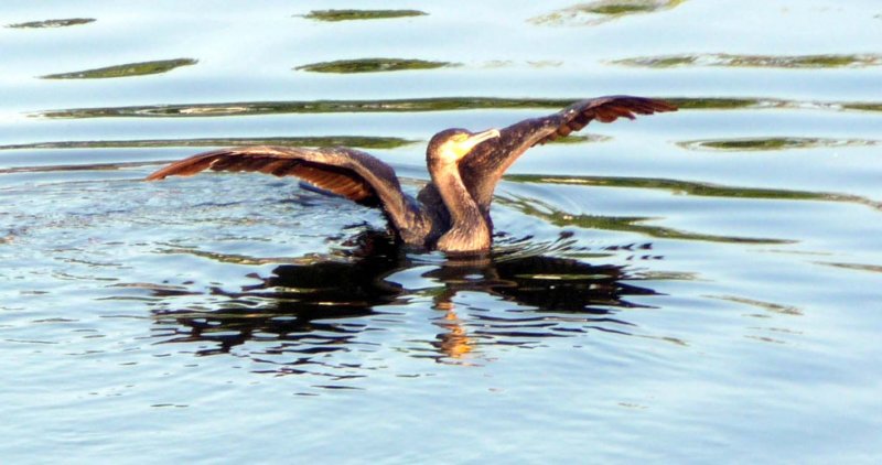 cormorant.jpg